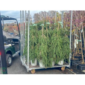 Smrek obyčajný (Picea abies) ´INVERSA´ - výška 100-120 cm, kont. C7,5L